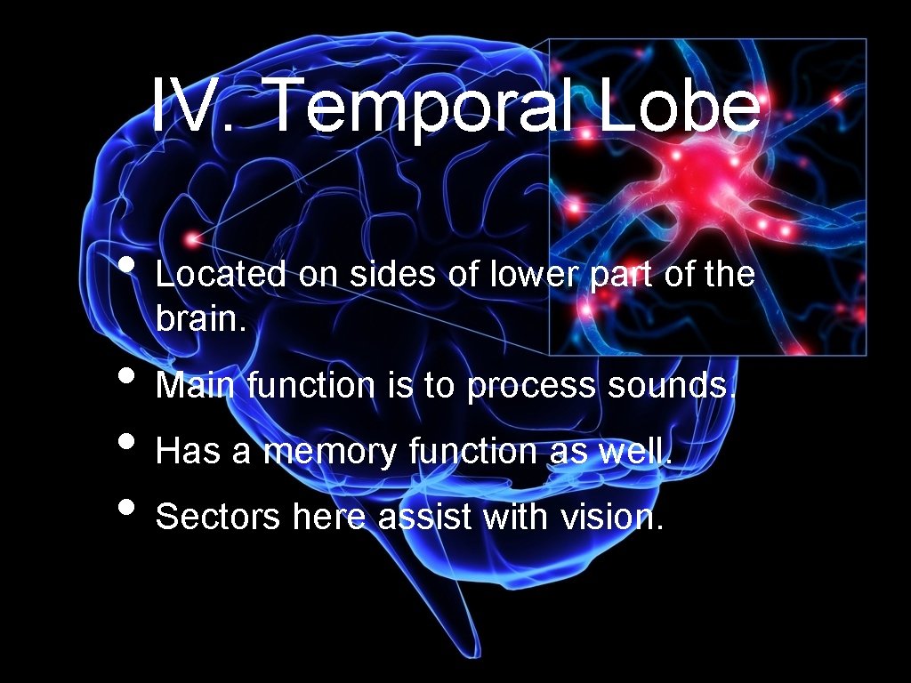 IV. Temporal Lobe • Located on sides of lower part of the brain. •