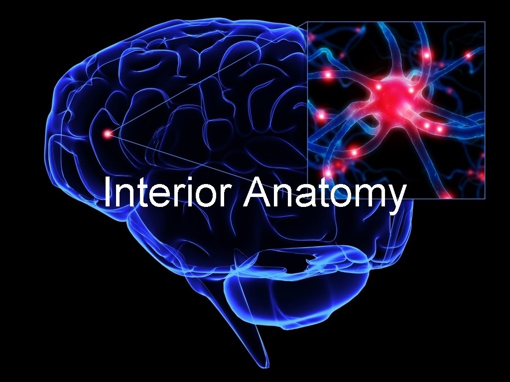 Interior Anatomy 