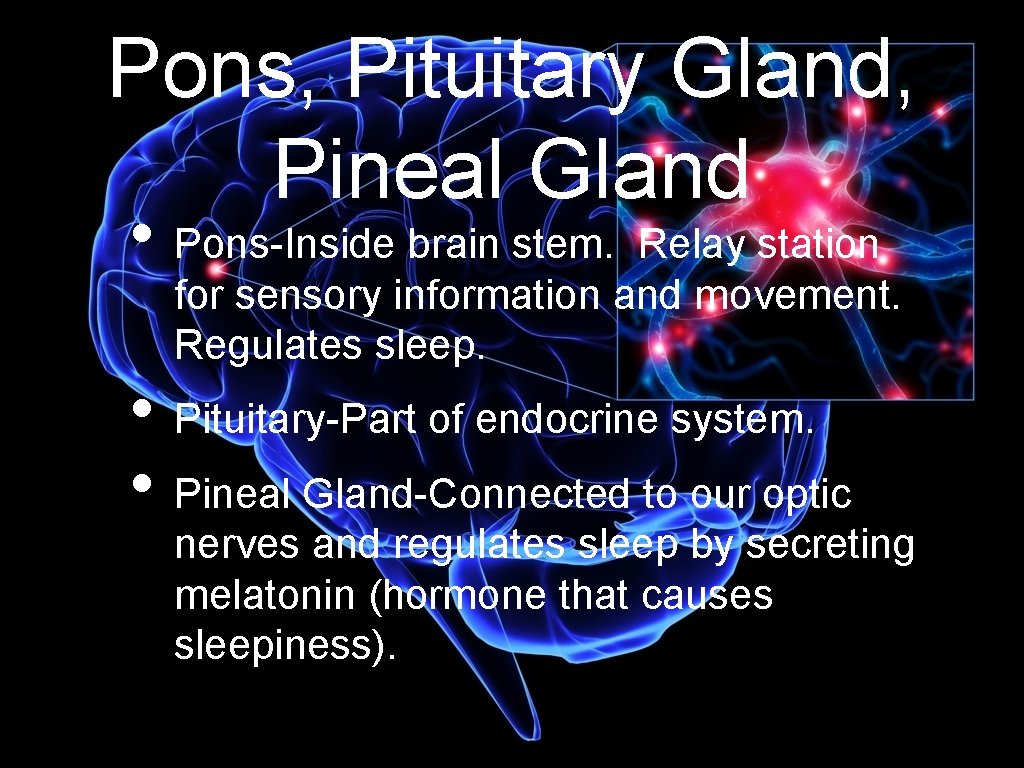 Pons, Pituitary Gland, Pineal Gland • Pons-Inside brain stem. Relay station for sensory information