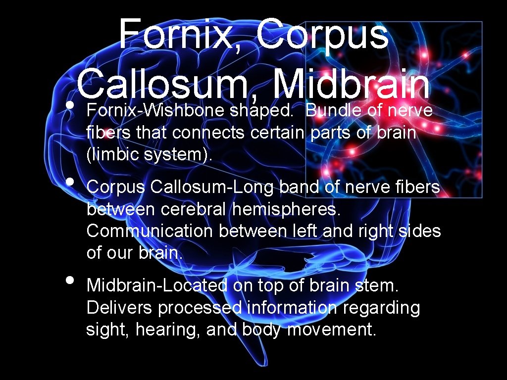 Fornix, Corpus Callosum, Midbrain • Fornix-Wishbone shaped. Bundle of nerve fibers that connects certain