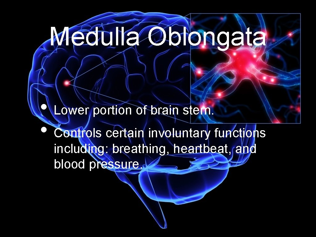 Medulla Oblongata • Lower portion of brain stem. • Controls certain involuntary functions including: