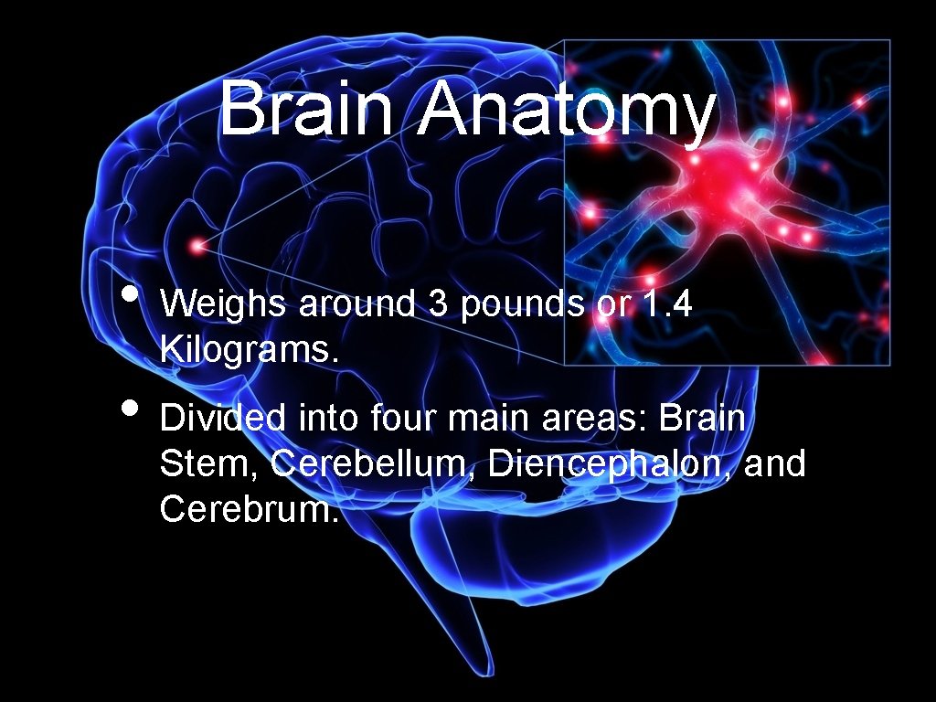 Brain Anatomy • Weighs around 3 pounds or 1. 4 Kilograms. • Divided into