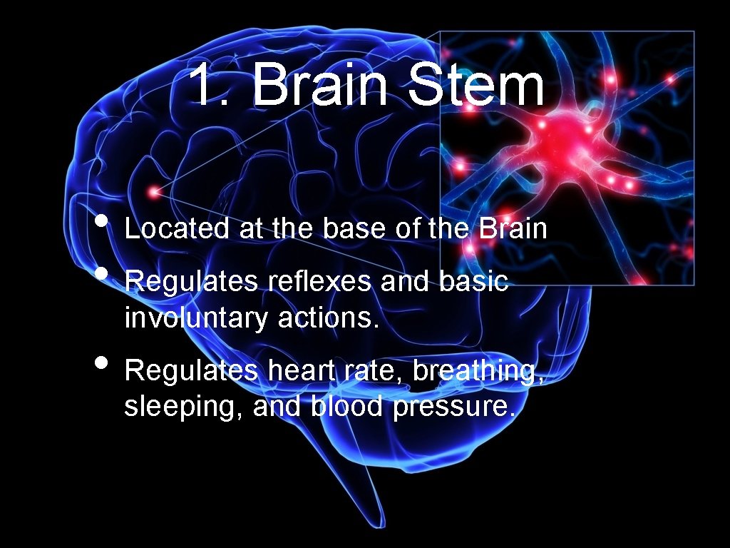 1. Brain Stem • Located at the base of the Brain • Regulates reflexes