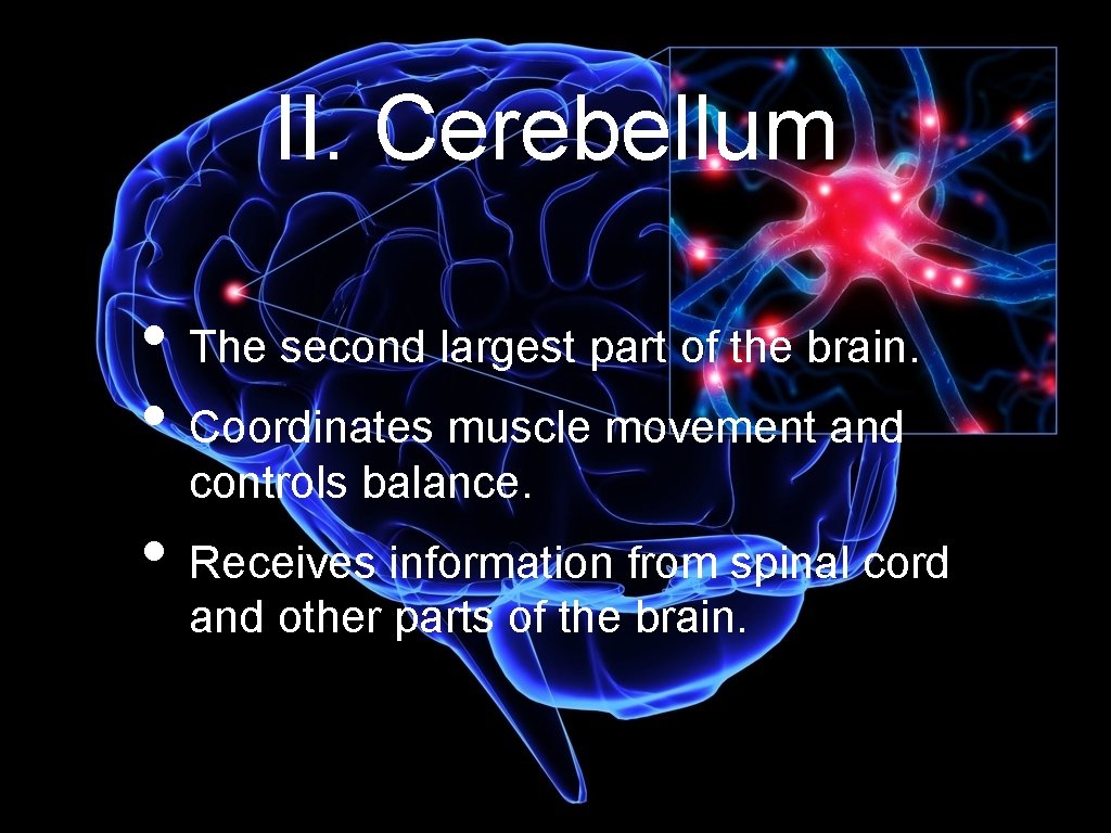 II. Cerebellum • The second largest part of the brain. • Coordinates muscle movement