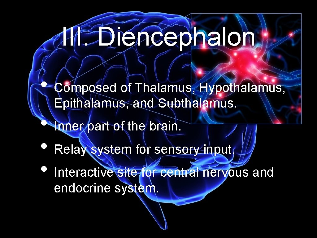 III. Diencephalon • Composed of Thalamus, Hypothalamus, Epithalamus, and Subthalamus. • Inner part of