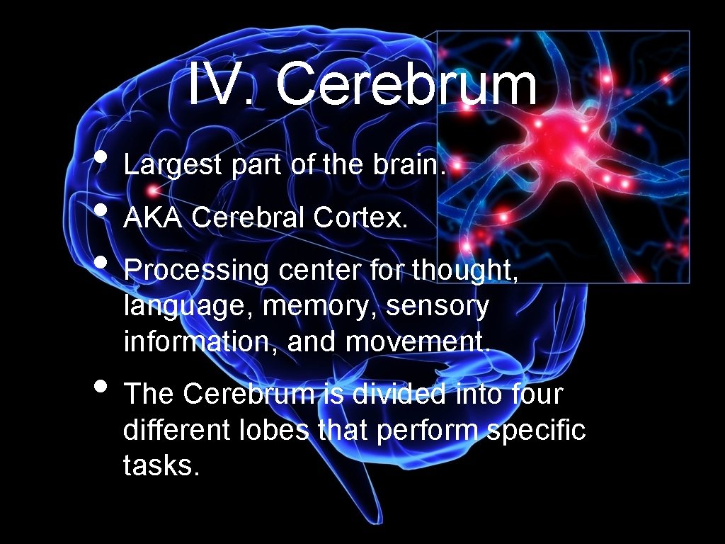 IV. Cerebrum • Largest part of the brain. • AKA Cerebral Cortex. • Processing