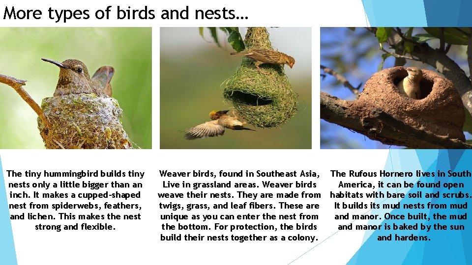 More types of birds and nests… The tiny hummingbird builds tiny nests only a