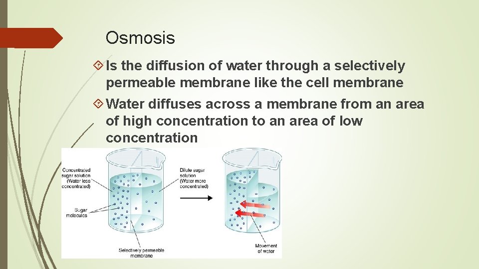 Osmosis Is the diffusion of water through a selectively permeable membrane like the cell