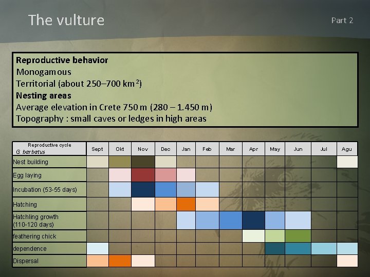 The vulture Part 2 Reproductive behavior Monogamous Territorial (about 250– 700 km 2) Nesting