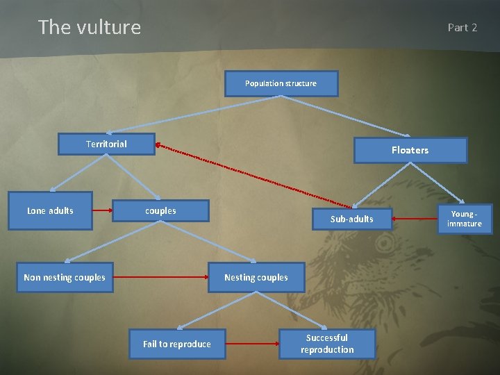 The vulture Part 2 Population structure Territorial Lone adults Floaters couples Non nesting couples
