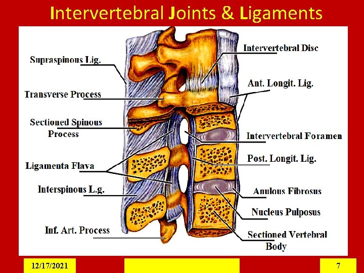 Intervertebral Joints & Ligaments 12/17/2021 7 