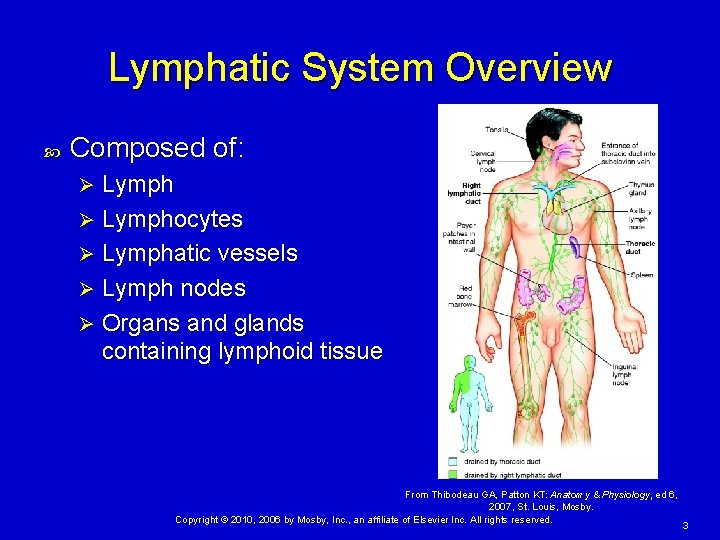 Lymphatic System Overview Composed of: Lymph Ø Lymphocytes Ø Lymphatic vessels Ø Lymph nodes