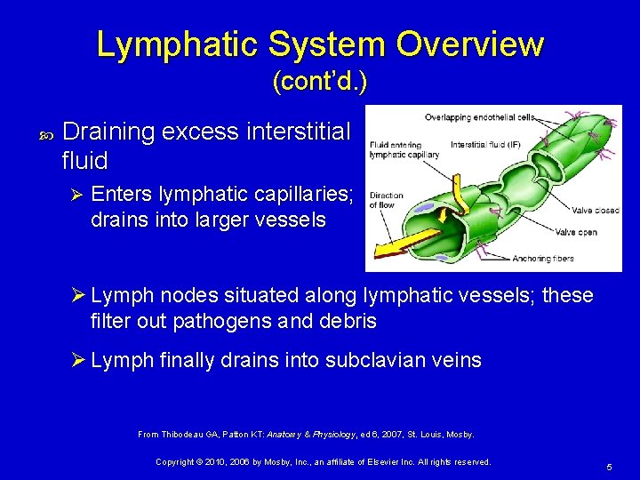 Lymphatic System Overview (cont’d. ) Draining excess interstitial fluid Ø Enters lymphatic capillaries; drains