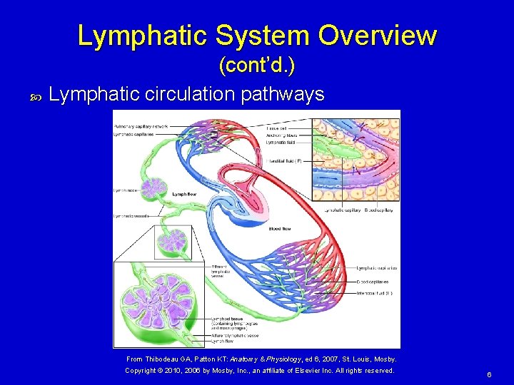 Lymphatic System Overview (cont’d. ) Lymphatic circulation pathways From Thibodeau GA, Patton KT: Anatomy