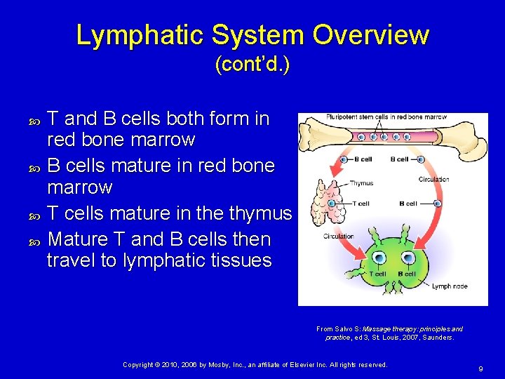 Lymphatic System Overview (cont’d. ) T and B cells both form in red bone