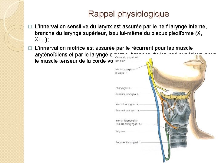 Rappel physiologique � L’innervation sensitive du larynx est assurée par le nerf laryngé interne,