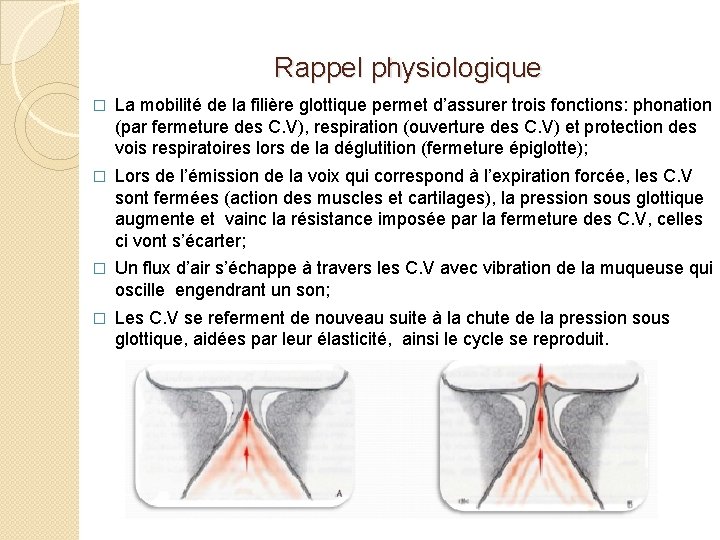 Rappel physiologique � La mobilité de la filière glottique permet d’assurer trois fonctions: phonation