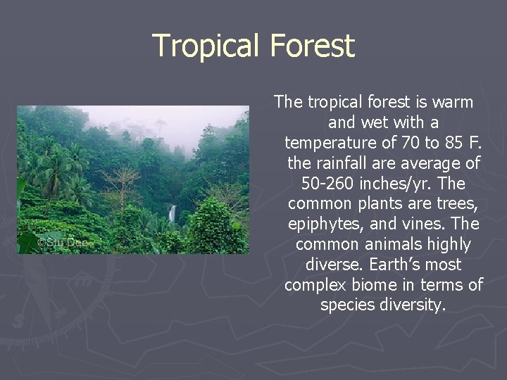 Tropical Forest The tropical forest is warm and wet with a temperature of 70