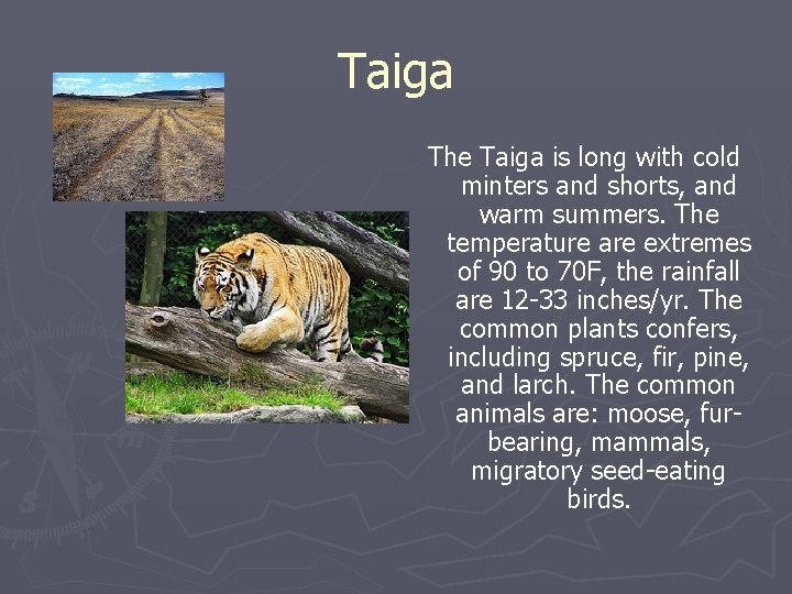 Taiga The Taiga is long with cold minters and shorts, and warm summers. The