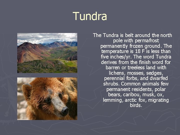 Tundra The Tundra is belt around the north pole with permafrost permanently frozen ground.