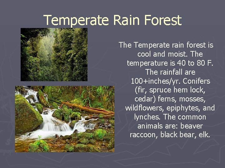 Temperate Rain Forest The Temperate rain forest is cool and moist. The temperature is