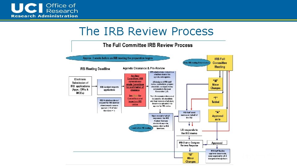 19 The IRB Review Process 
