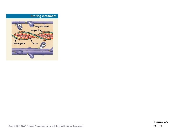 Resting sarcomere ADP + P Tropomyosin Myosin head Troponin Actin ADP P + Copyright