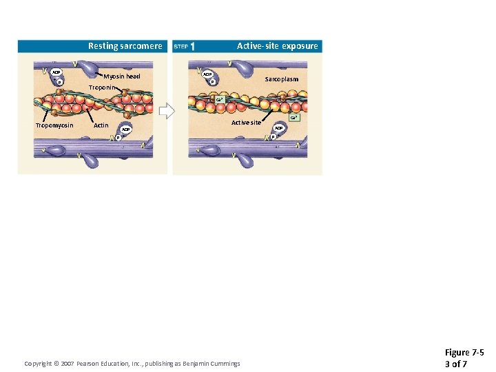 Resting sarcomere ADP + P Myosin head Troponin Active-site exposure ADP + P Sarcoplasm