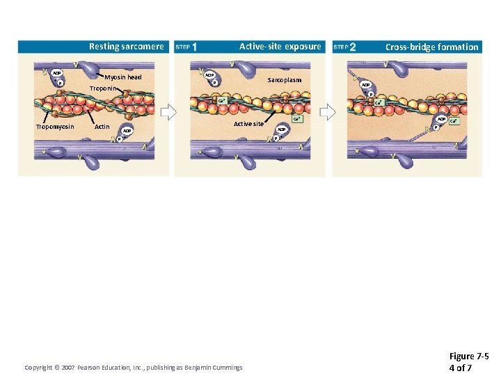 Resting sarcomere ADP + P Myosin head Troponin Active-site exposure ADP + P Sarcoplasm