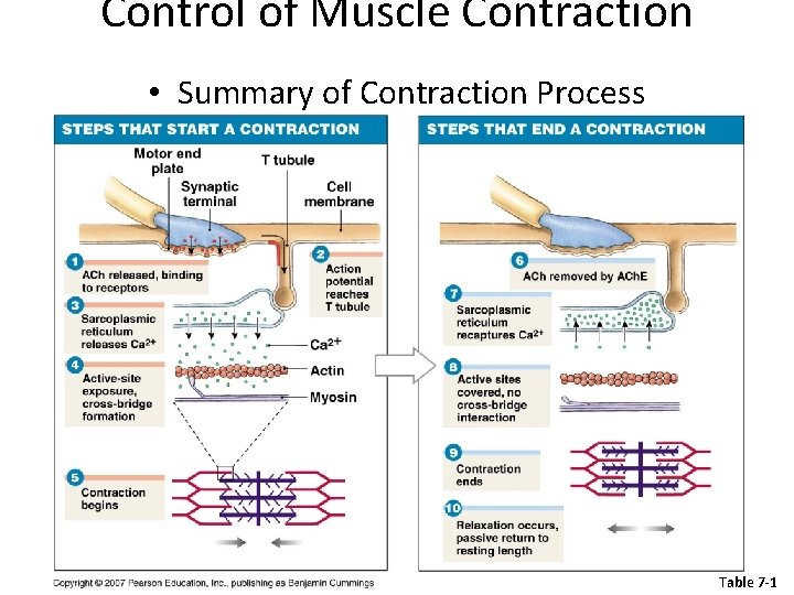 Control of Muscle Contraction • Summary of Contraction Process Table 7 -1 