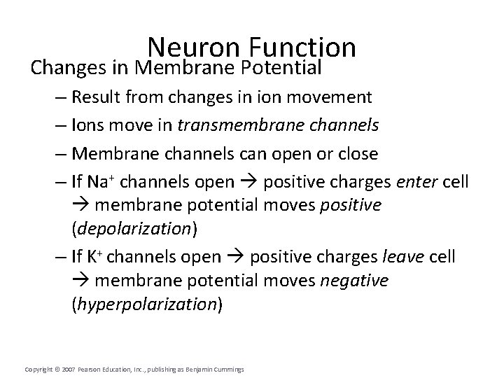 Neuron Function Changes in Membrane Potential – Result from changes in ion movement –