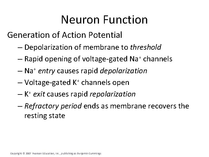 Neuron Function Generation of Action Potential – Depolarization of membrane to threshold – Rapid