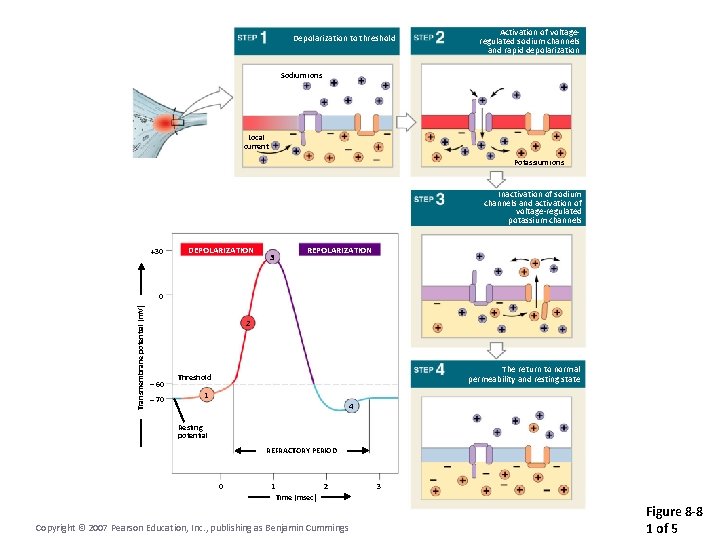 Depolarization to threshold Activation of voltageregulated sodium channels and rapid depolarization Sodium ions Local