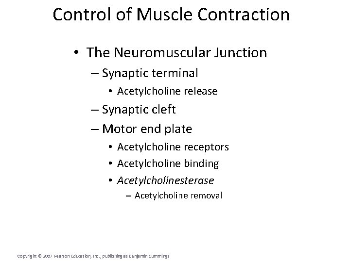 Control of Muscle Contraction • The Neuromuscular Junction – Synaptic terminal • Acetylcholine release