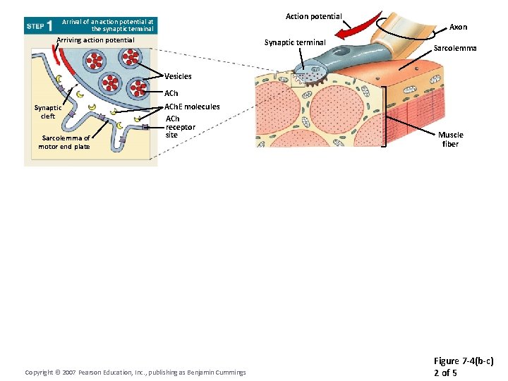 Action potential Arrival of an action potential at the synaptic terminal Arriving action potential