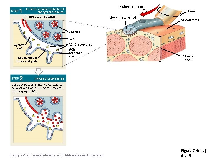 Action potential Arrival of an action potential at the synaptic terminal Arriving action potential