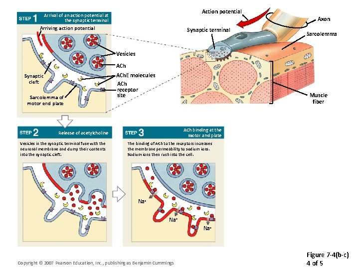 Action potential Arrival of an action potential at the synaptic terminal Arriving action potential