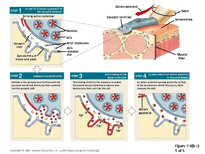 Action potential Arrival of an action potential at the synaptic terminal Arriving action potential