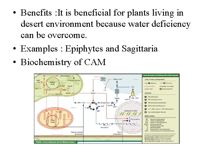  • Benefits : It is beneficial for plants living in desert environment because