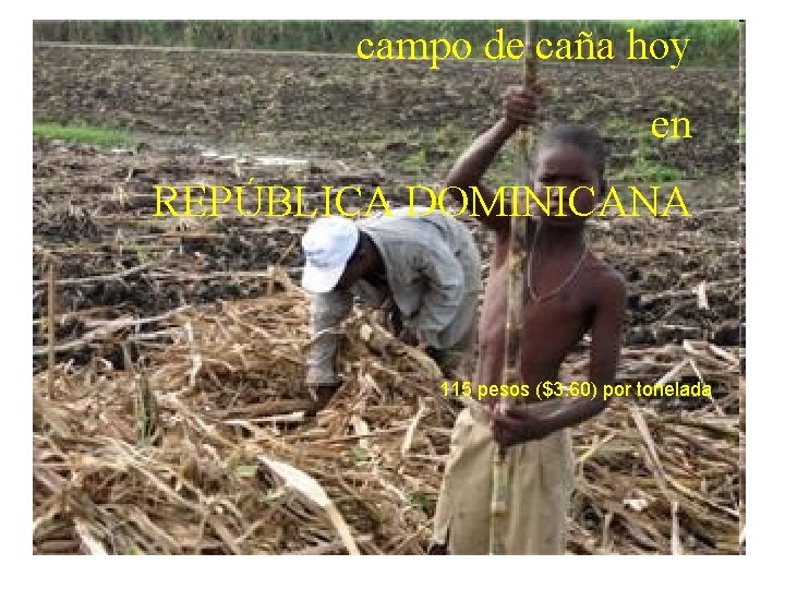 campo de caña hoy en REPÚBLICA DOMINICANA 115 pesos ($3. 60) por tonelada 