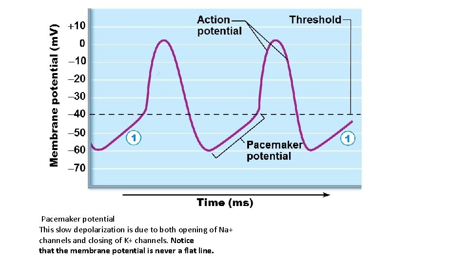 Pacemaker potential This slow depolarization is due to both opening of Na+ channels and