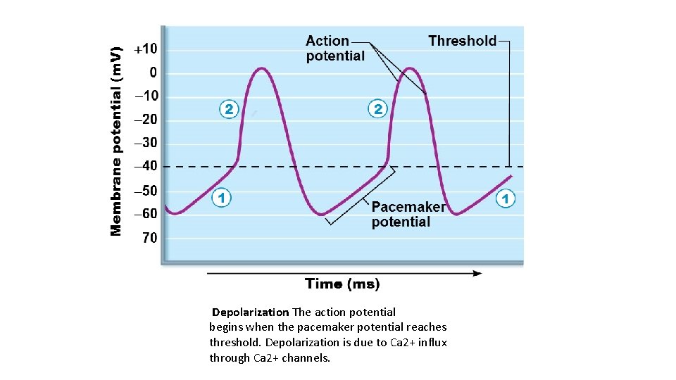 Depolarization The action potential begins when the pacemaker potential reaches threshold. Depolarization is due