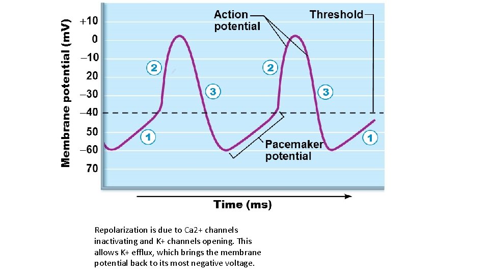 Repolarization is due to Ca 2+ channels inactivating and K+ channels opening. This allows