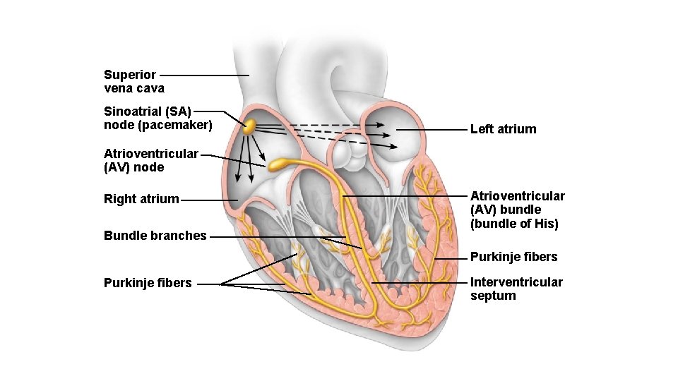 Superior vena cava Sinoatrial (SA) node (pacemaker) Left atrium Atrioventricular (AV) node Right atrium