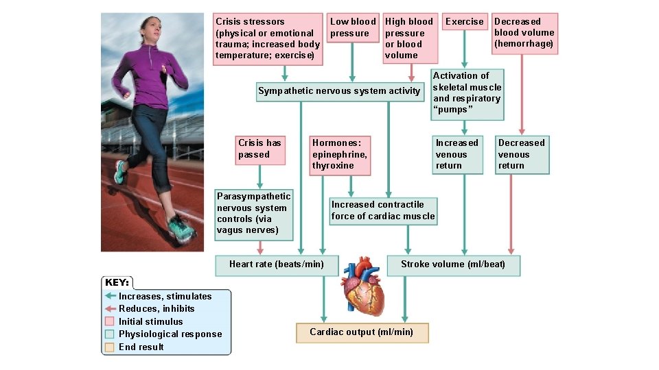 Crisis stressors (physical or emotional trauma; increased body temperature; exercise) Low blood High blood