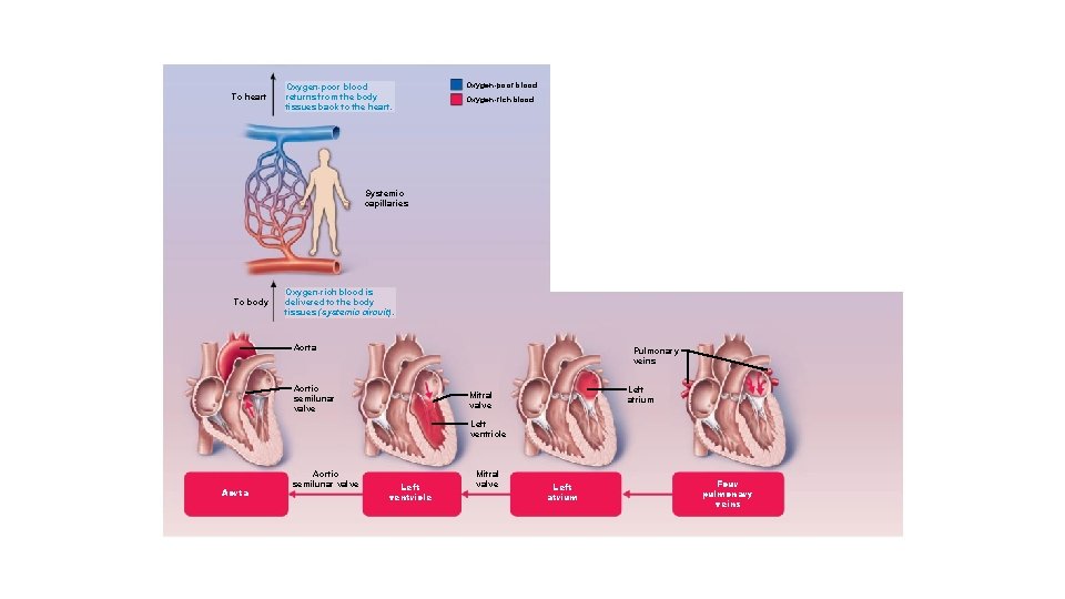 To heart Oxygen-poor blood returns from the body tissues back to the heart. Oxygen-poor