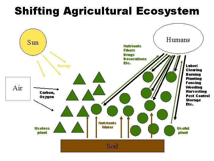 Shifting Agricultural Ecosystem Sun Nutrients Fibers Drugs Decorations Etc. Energy Air Carbon, Oxygen Useless