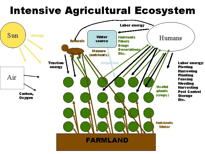 Intensive Agricultural Ecosystem Labor energy Sun Energy Animals Water source Manure (nutrients) Traction energy