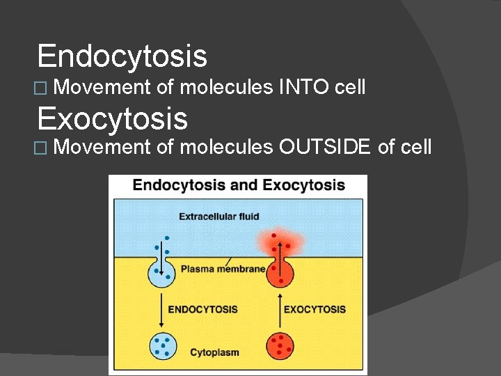 Endocytosis � Movement of molecules INTO cell Exocytosis � Movement of molecules OUTSIDE of