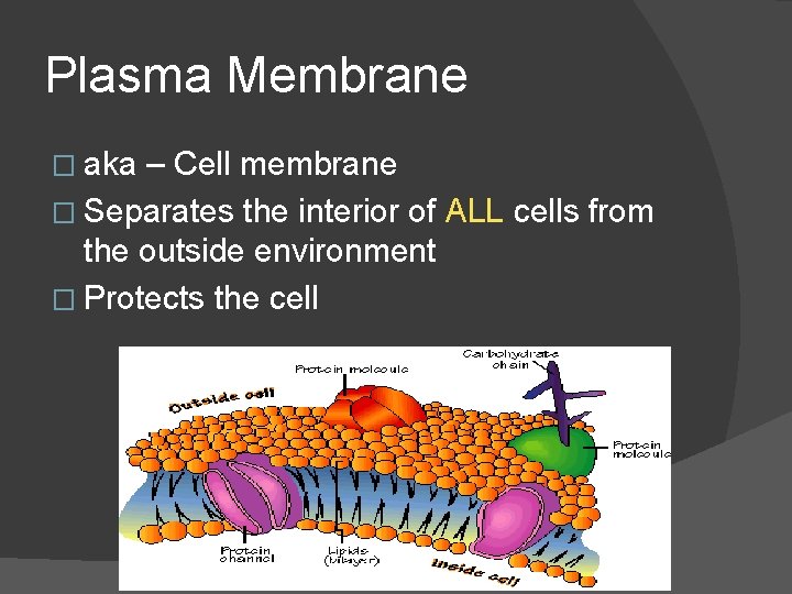 Plasma Membrane � aka – Cell membrane � Separates the interior of ALL cells